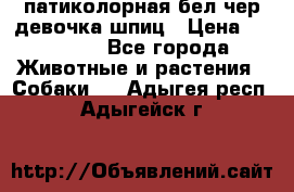 патиколорная бел/чер девочка шпиц › Цена ­ 15 000 - Все города Животные и растения » Собаки   . Адыгея респ.,Адыгейск г.